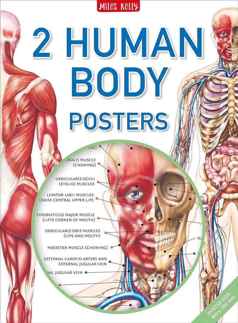 Anatomical Human Body Educational Poster Set (2-Pack) 1