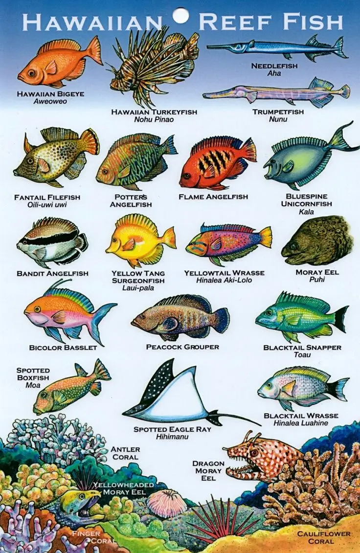 Hawaiian Coral Reef Fish Identification Card (Plastic) 1